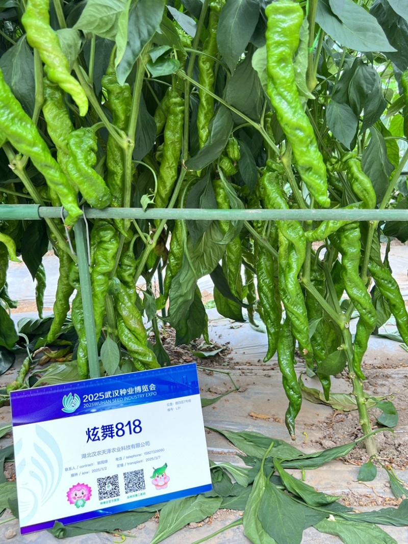 蔬菜种子/辣椒种子/武汉/洪山区直供/可零售批发