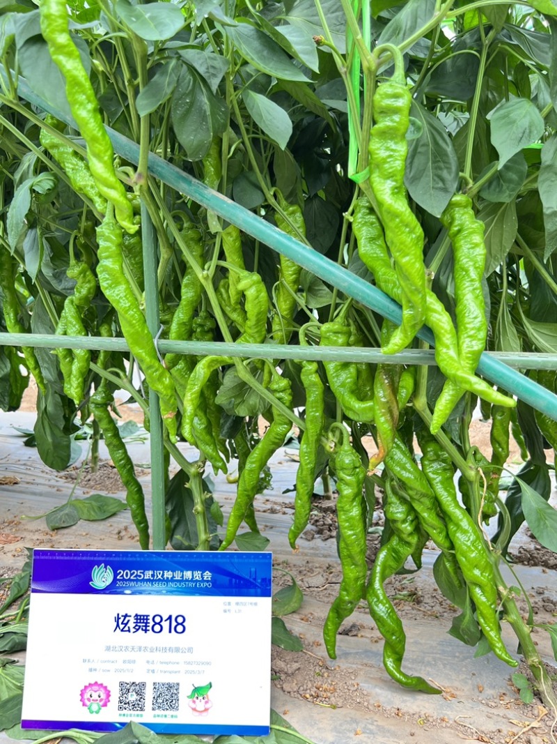 蔬菜种子/辣椒种子/武汉/洪山区直供/可零售批发