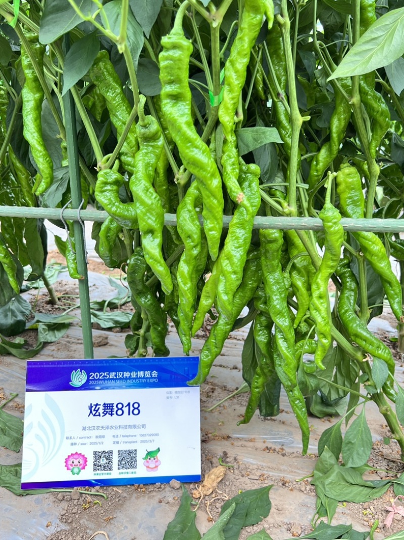 蔬菜种子/辣椒种子/武汉/洪山区直供/可零售批发