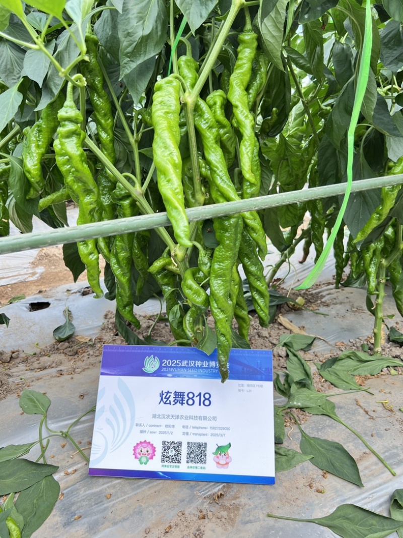 蔬菜种子/辣椒种子/武汉/洪山区直供/可零售批发