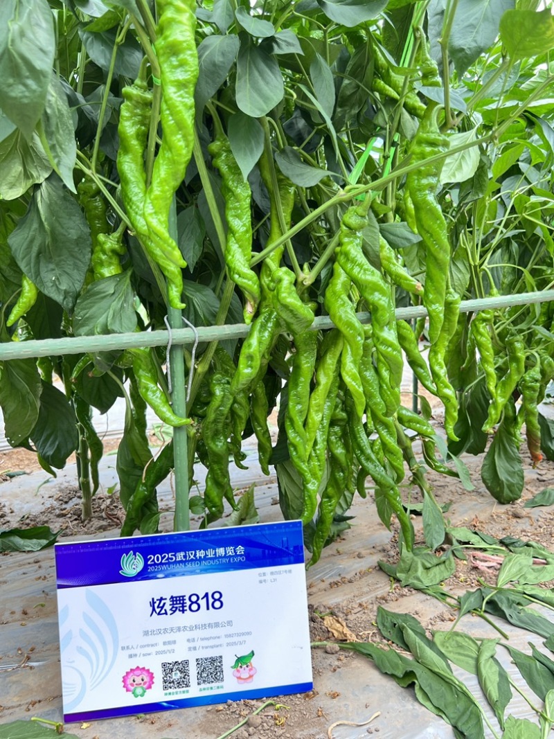 蔬菜种子/辣椒种子/武汉/洪山区直供/可零售批发