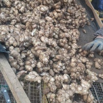 沙姜新鲜现挖广东湛江茂名特产山奈白切鸡椰子鸡调配料老姜可种苗
