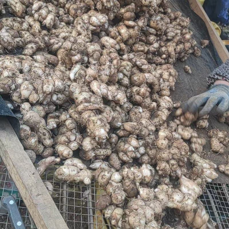 沙姜新鲜现挖广东湛江茂名特产山奈白切鸡椰子鸡调配料老姜可种苗