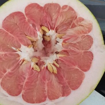 红心柚