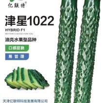 黄瓜种子津星1022油亮水果型密刺黄瓜耐低温带瓜强