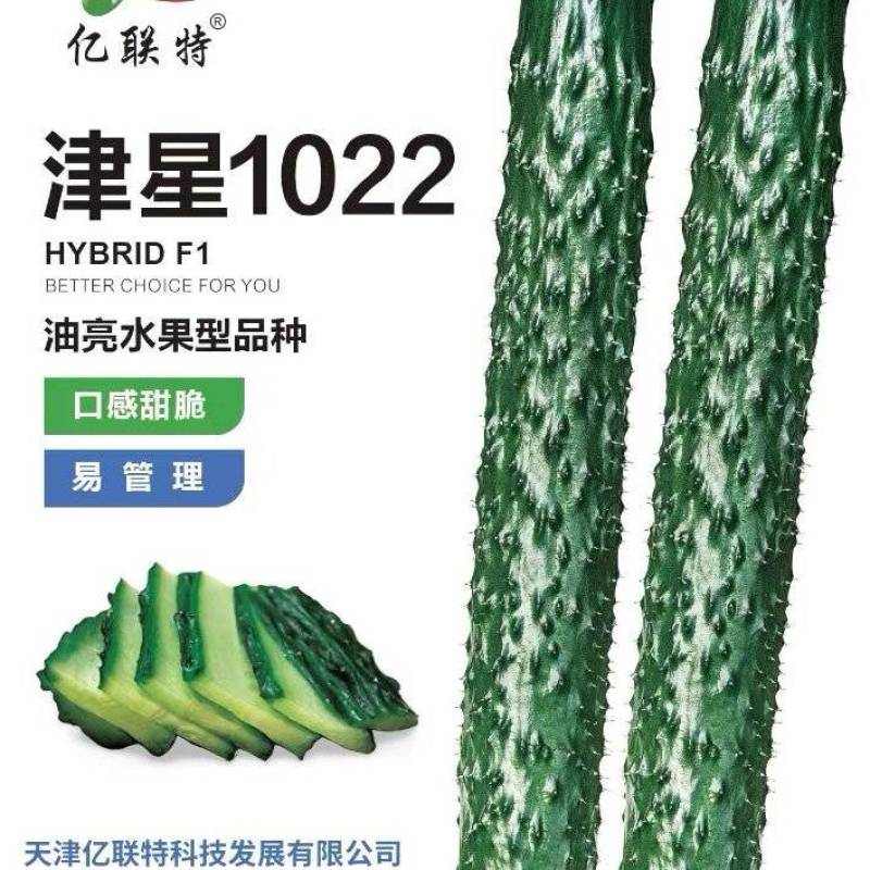 黄瓜种子津星1022油亮水果型密刺黄瓜耐低温带瓜强