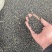 大通草种子