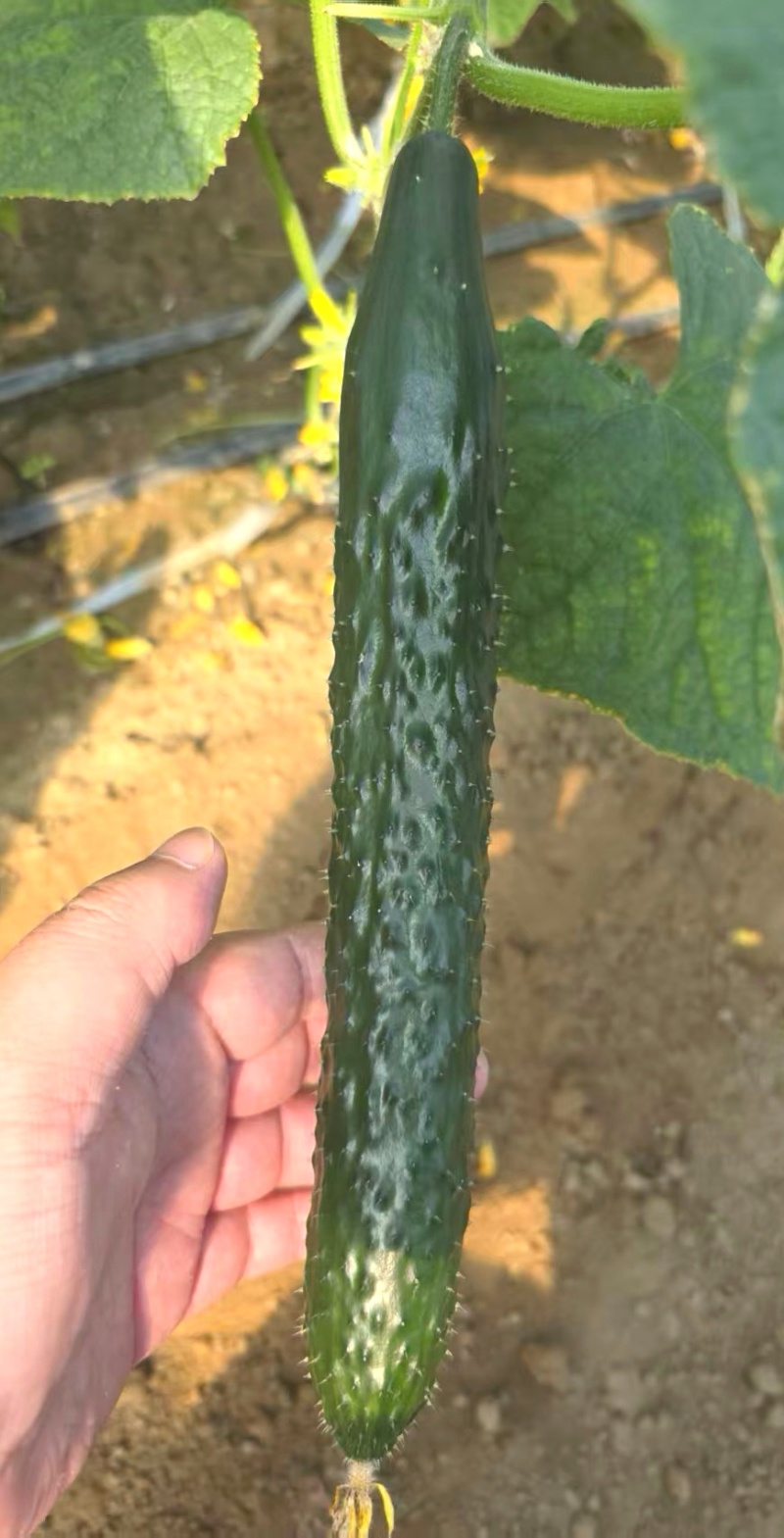 黄瓜种子津星1022油亮水果型密刺黄瓜耐低温带瓜强
