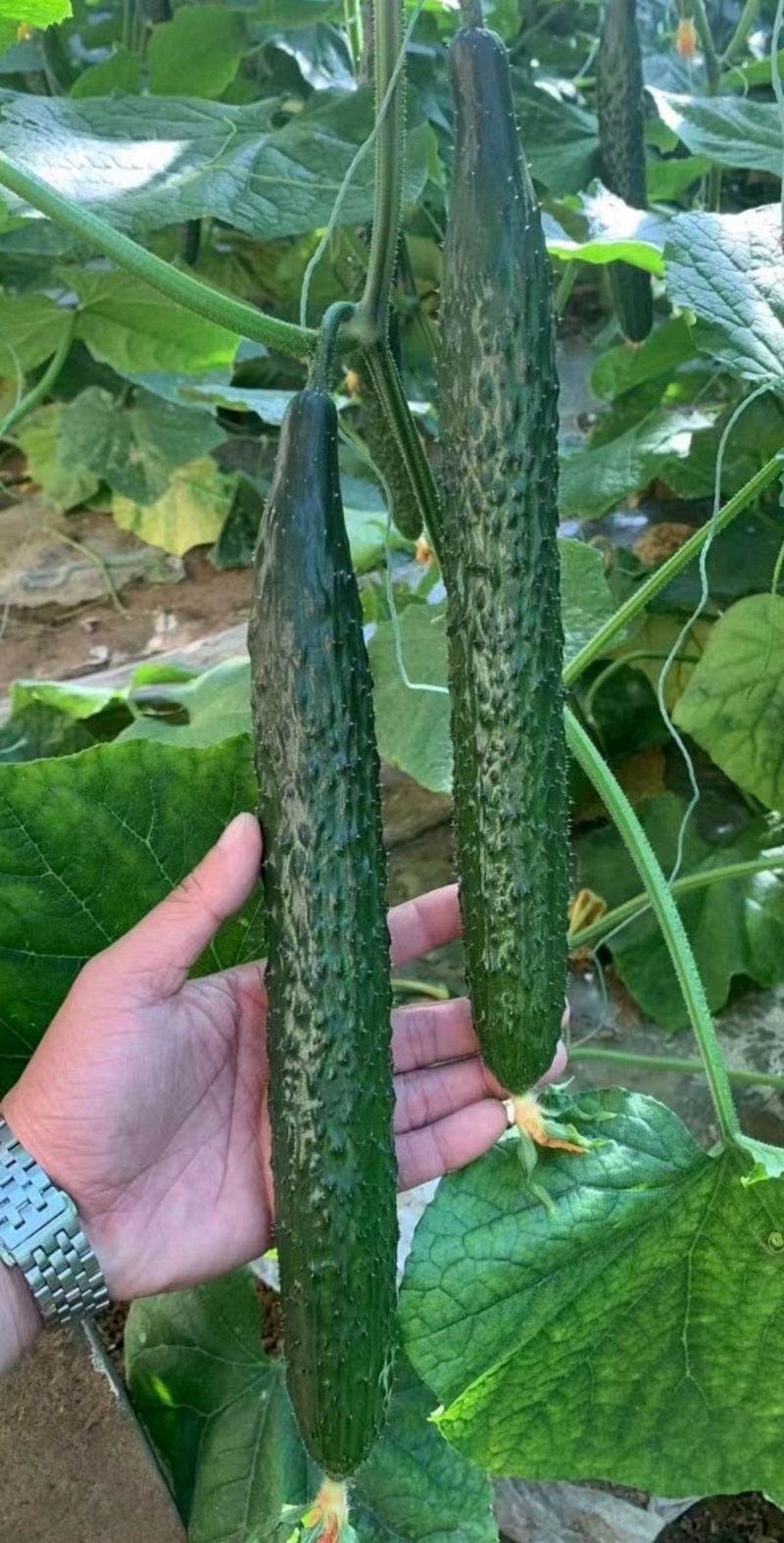 黄瓜种子津星1022油亮水果型密刺黄瓜耐低温带瓜强