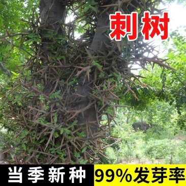 勒子刺树种子围园簕簕籽四季树种子围园刺篱笆荆棘种子有刺银