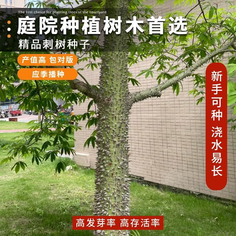 勒子刺树种子围园簕簕籽四季树种子围园刺篱笆荆棘种子有刺银