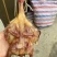 腊鹌鹑