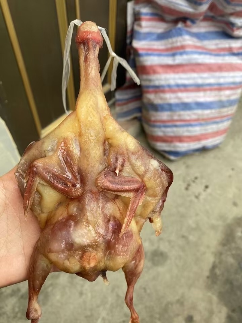 腊鹌鹑