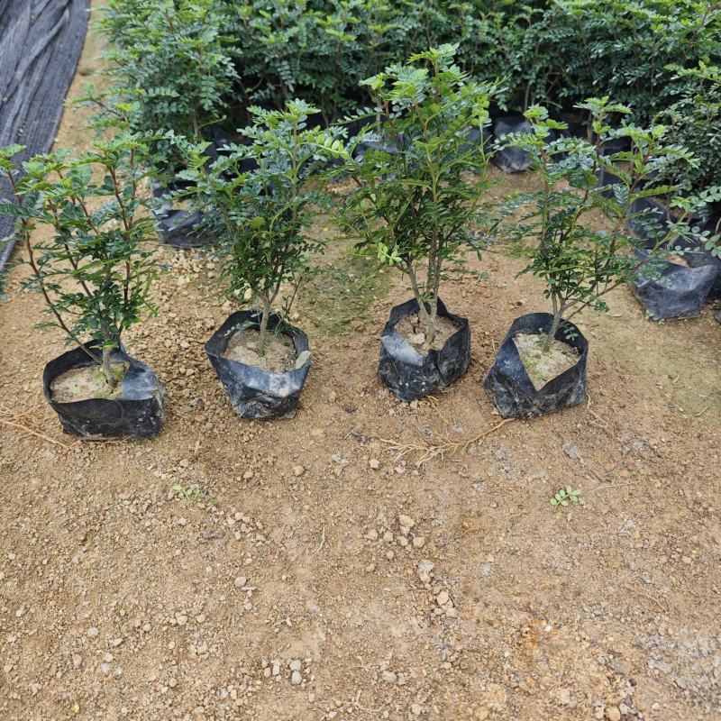胡椒木福建袋苗杯苗基地现货批发