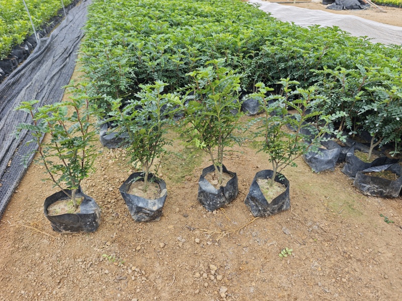 胡椒木福建袋苗杯苗基地现货批发