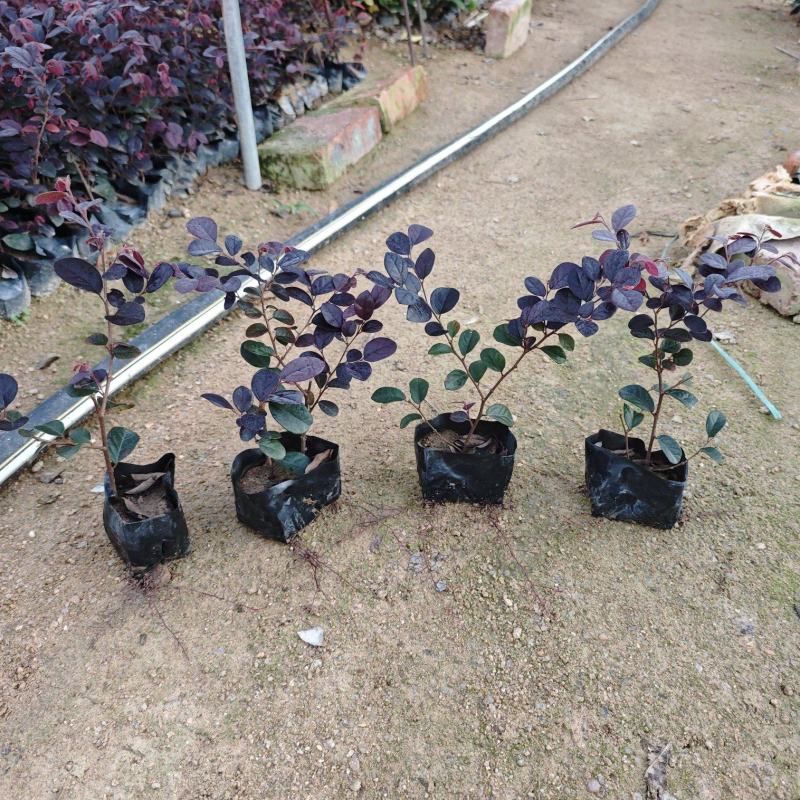 红花继木福建袋苗杯苗大量基地批发
