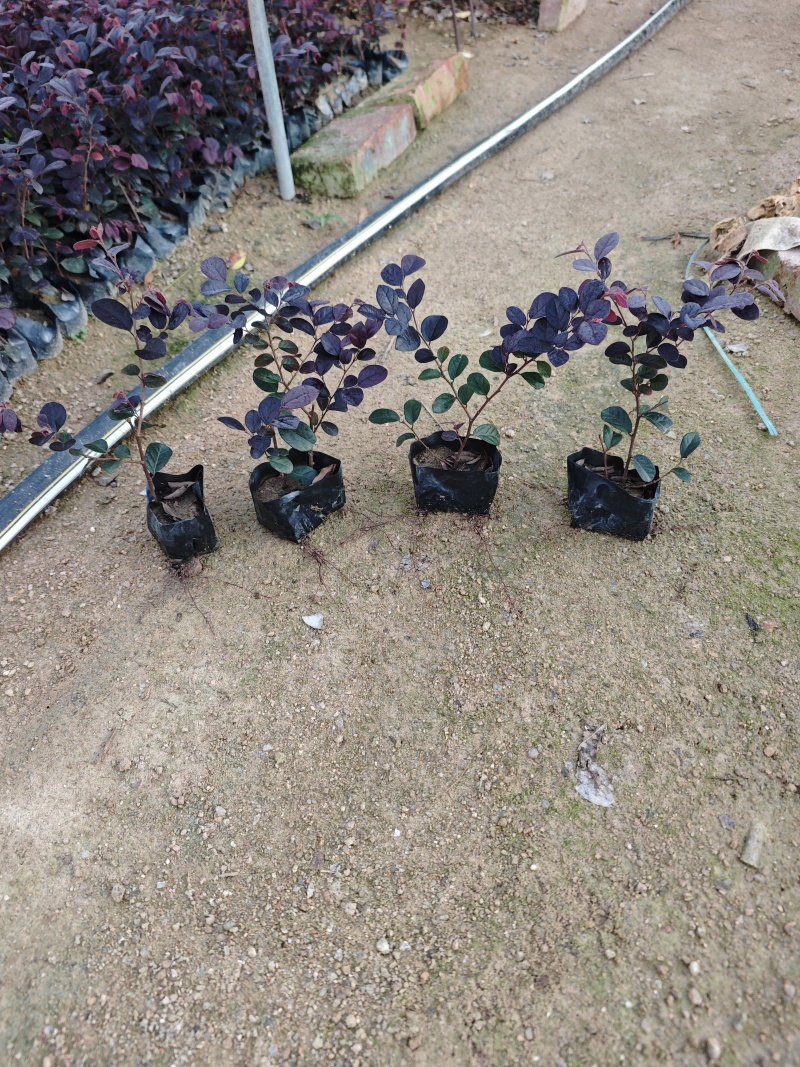 红花继木福建袋苗杯苗大量基地批发