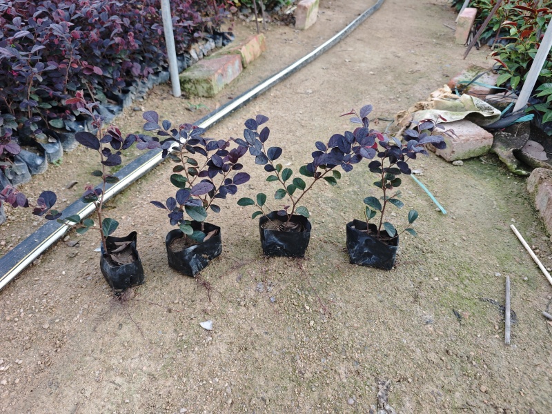 红花继木福建袋苗杯苗大量基地批发