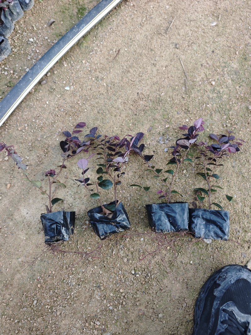 红花继木福建袋苗杯苗大量基地批发