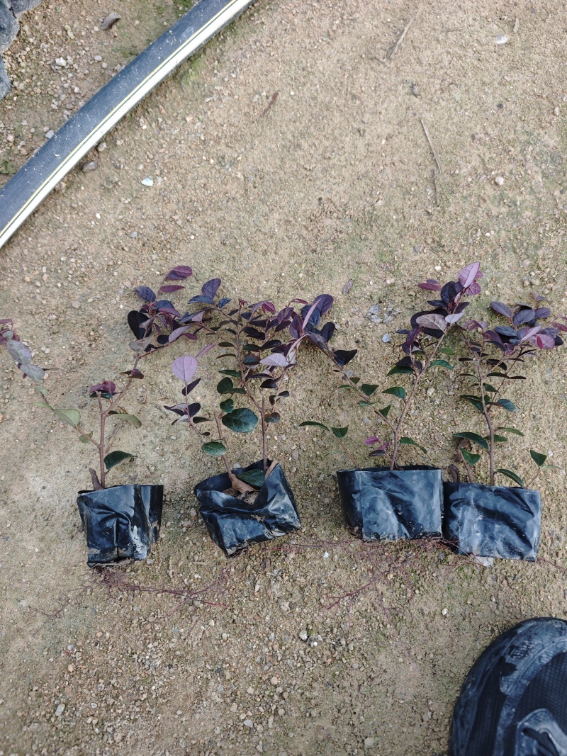 红花继木福建袋苗杯苗大量基地批发