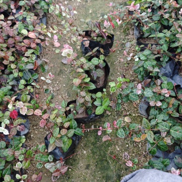 花叶络石福建杯苗袋苗基地现货批发量大