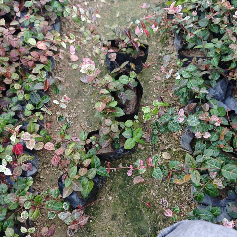 花叶络石福建杯苗袋苗基地现货批发量大