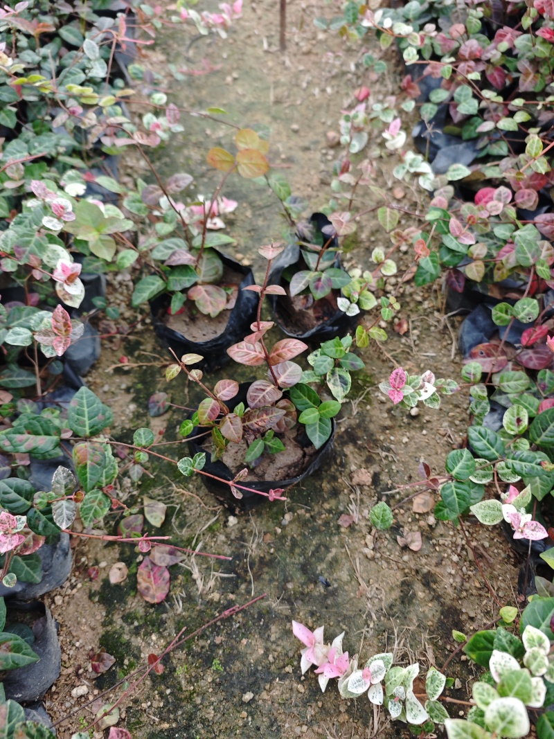花叶络石福建杯苗袋苗基地现货批发量大