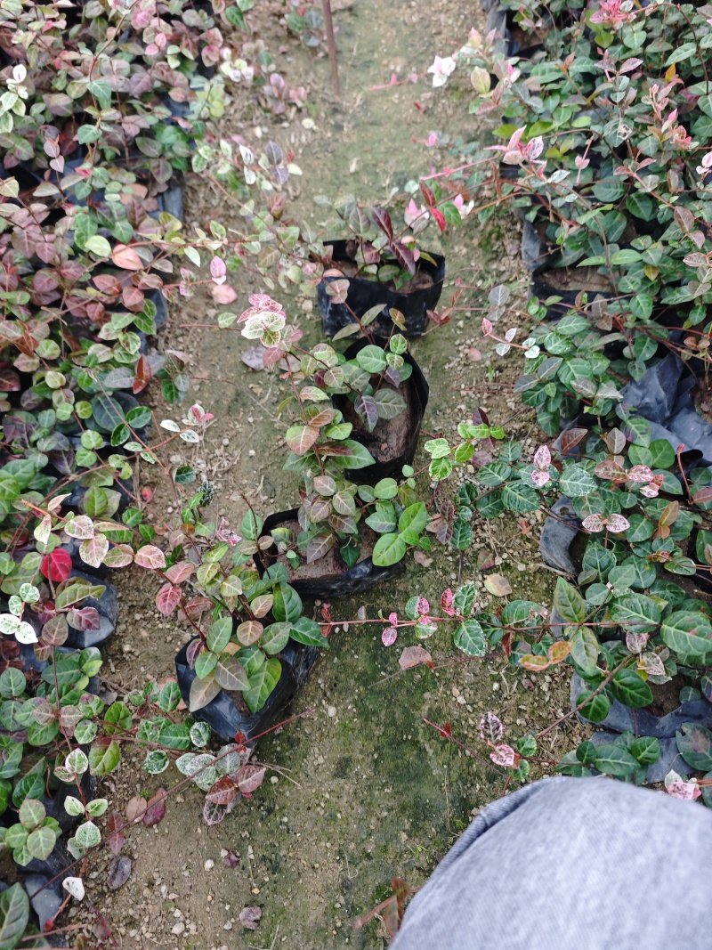 花叶络石福建杯苗袋苗基地现货批发量大