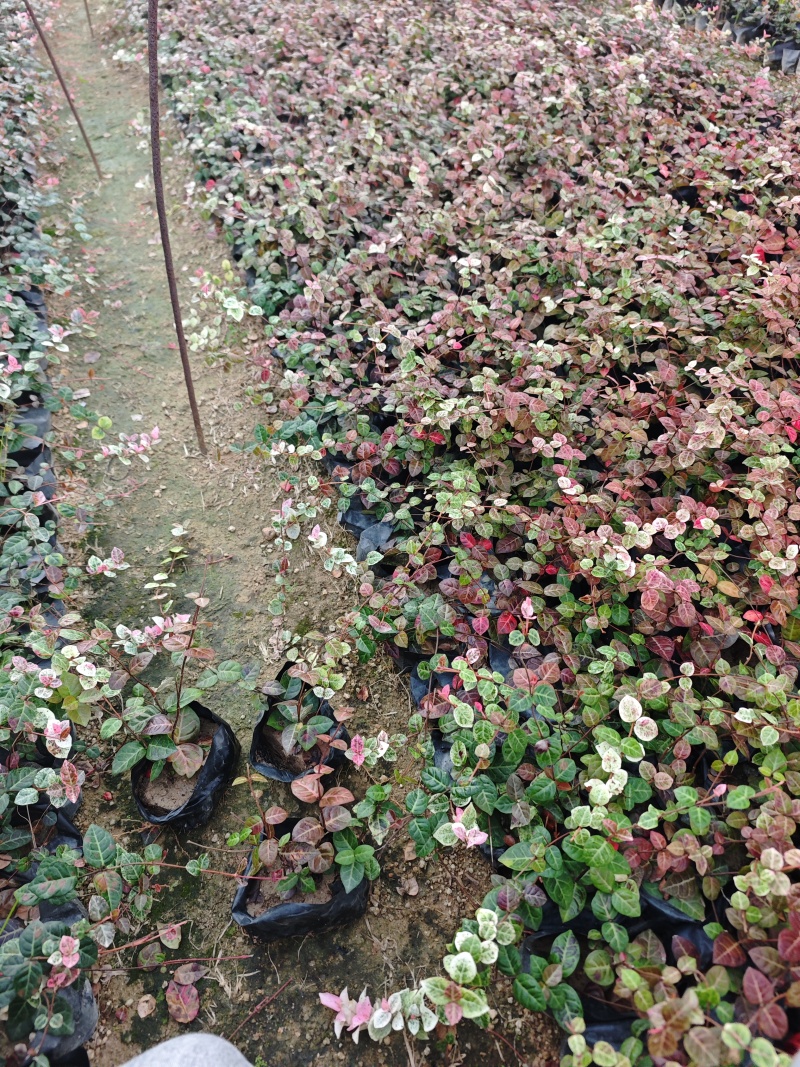 花叶络石福建杯苗袋苗基地现货批发量大