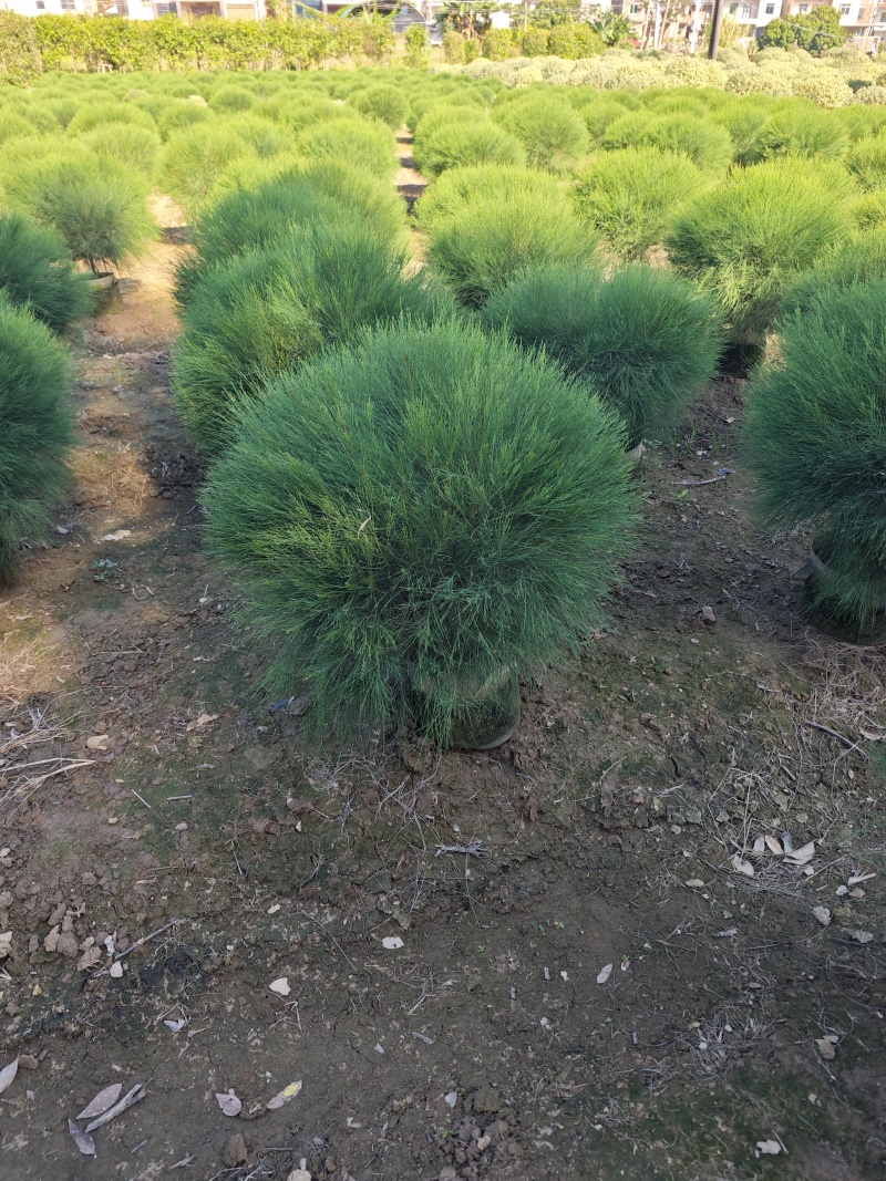 木麻黄球袋苗杯苗基地批发大量现货