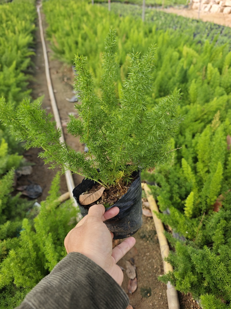 天门冬袋苗杯苗基地现货批发大量福建苗圃