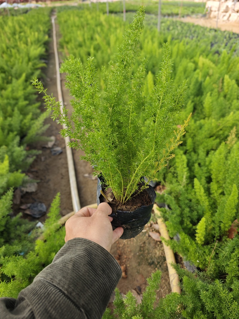 天门冬袋苗杯苗基地现货批发大量福建苗圃