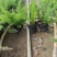 天门冬袋苗杯苗基地现货批发大量福建苗圃