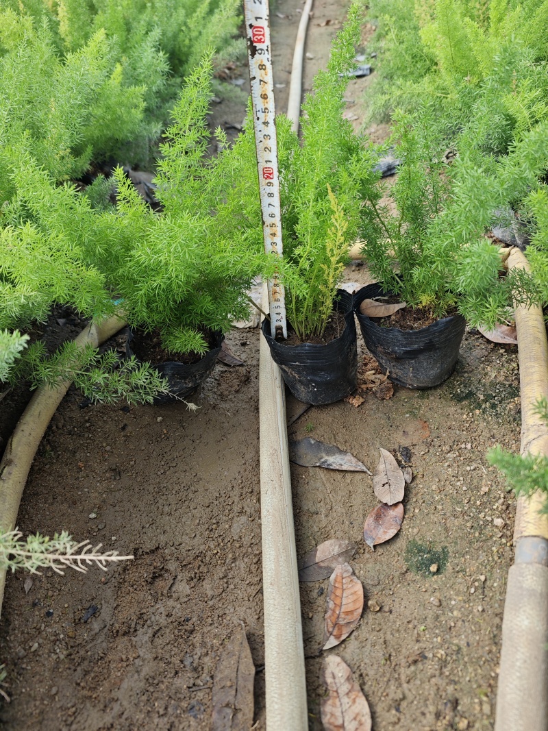 天门冬袋苗杯苗基地现货批发大量福建苗圃
