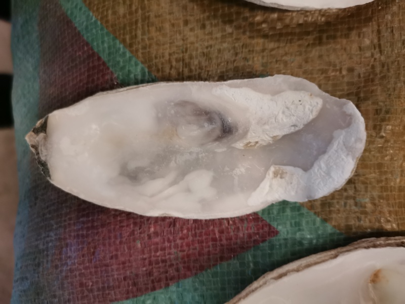 洗好的钙化牡蛎上壳