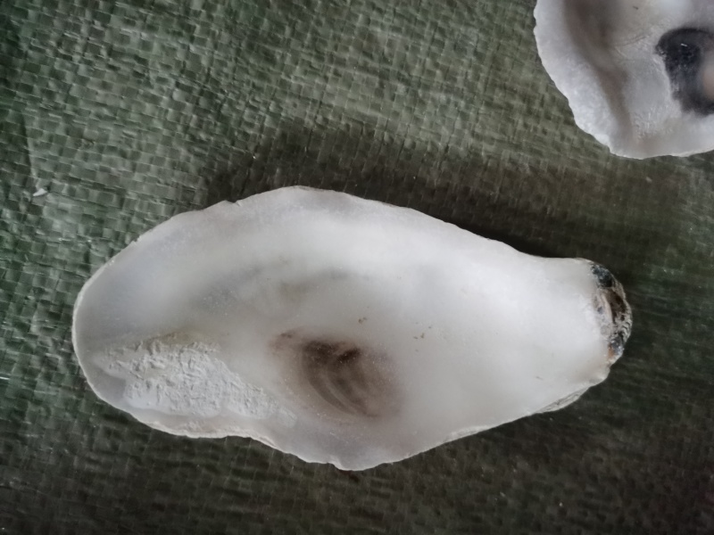 洗好的钙化牡蛎上壳