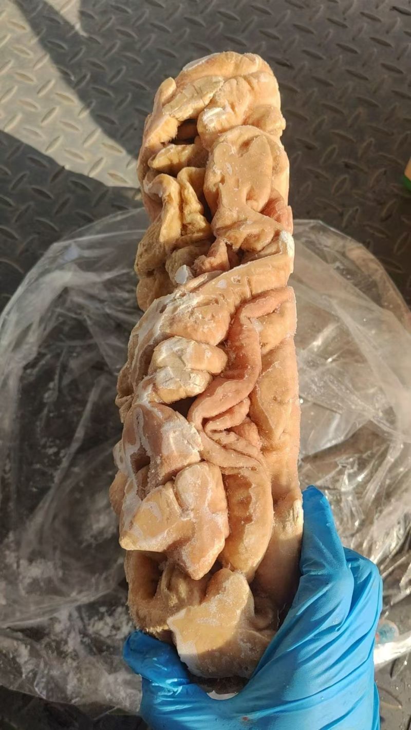 猪大肠