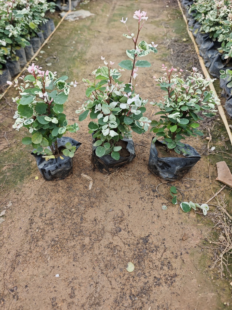 雪花木福建袋苗基地大量批发