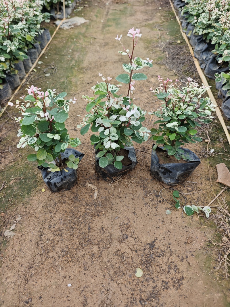 雪花木福建袋苗基地大量批发