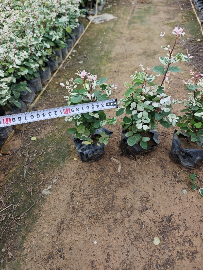 雪花木福建袋苗基地大量批发