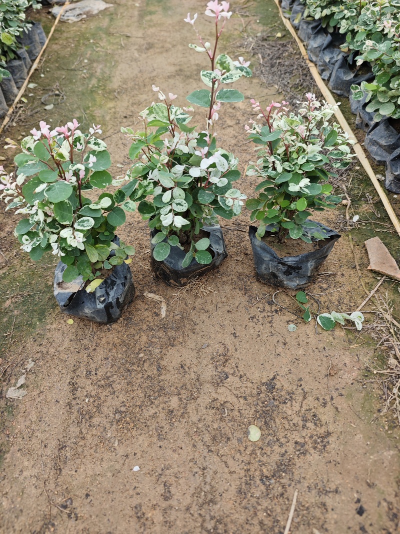 雪花木福建袋苗基地大量批发