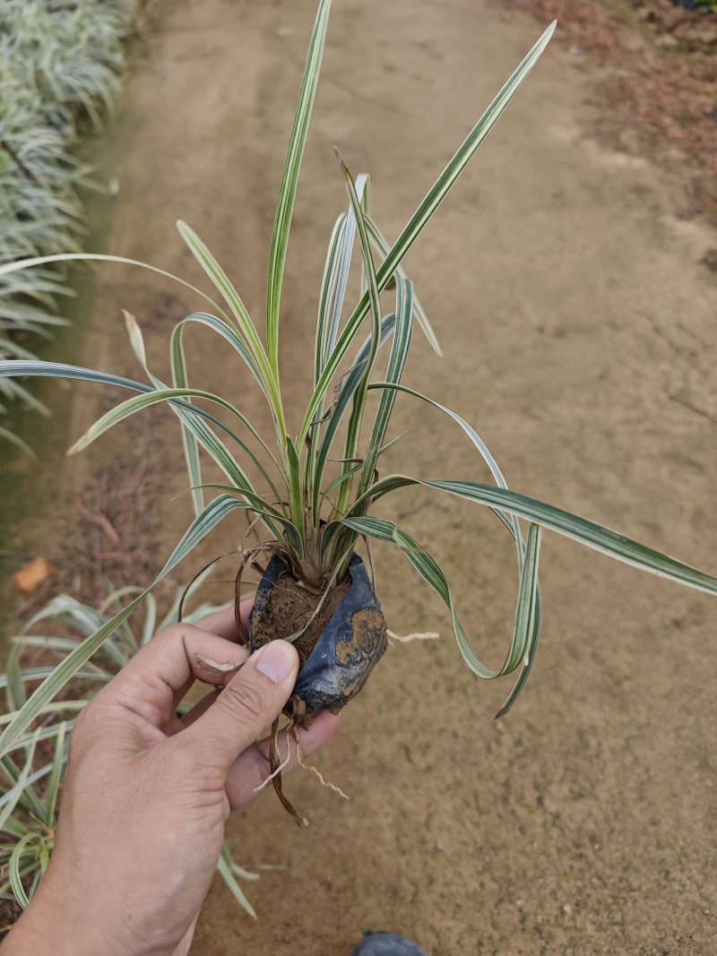 沿阶草福建袋苗杯苗基地批发大量现货