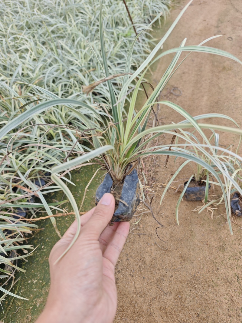 沿阶草福建袋苗杯苗基地批发大量现货