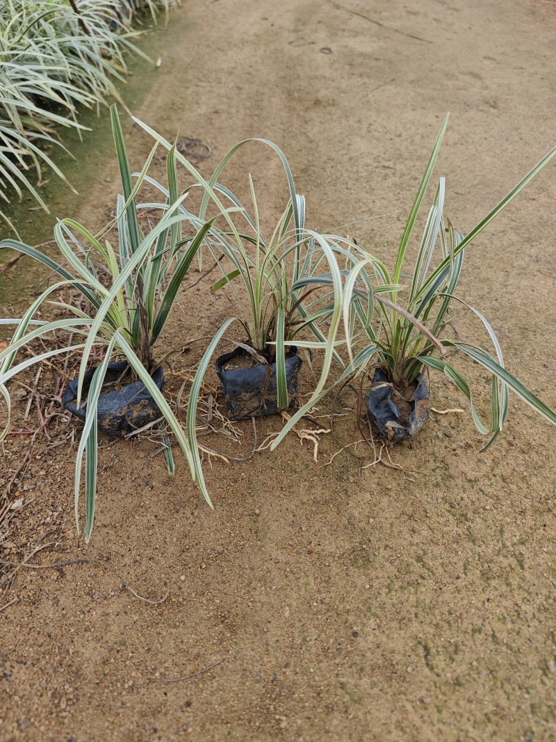 沿阶草福建袋苗杯苗基地批发大量现货