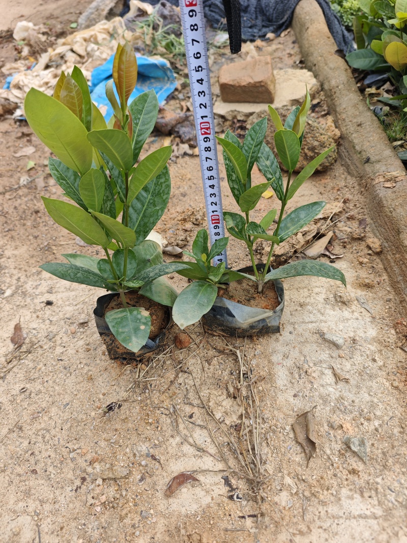 龙船花福建袋苗杯苗基地大量现货批发