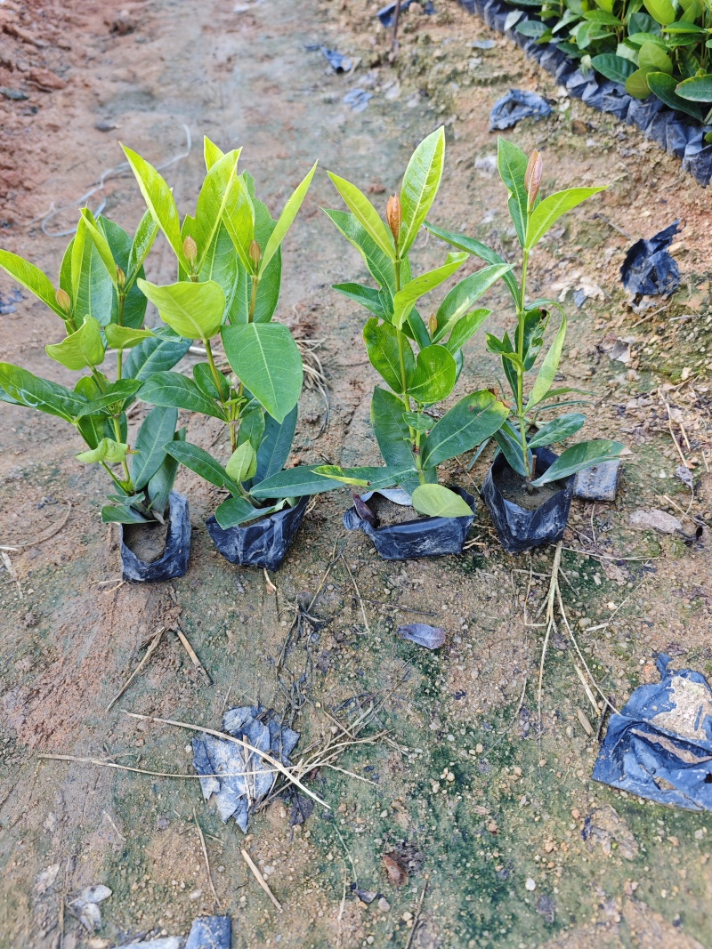 龙船花福建袋苗杯苗基地大量现货批发