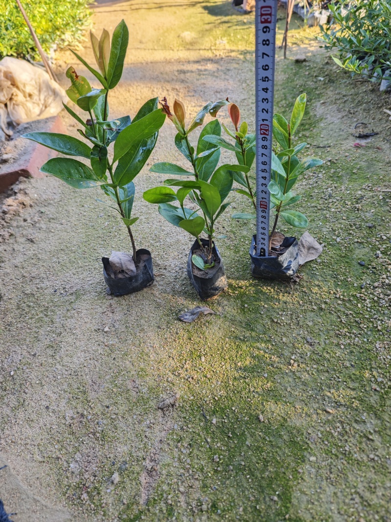 龙船花福建袋苗杯苗基地大量现货批发