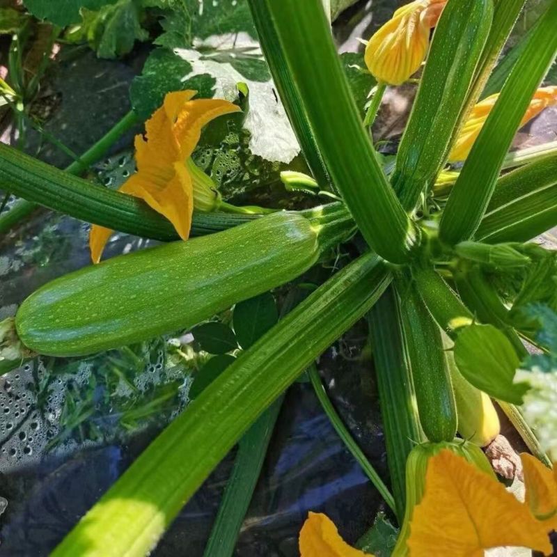 中创春秋绿胜西葫芦种子根系发达耐寒抗病粗细均匀西葫芦