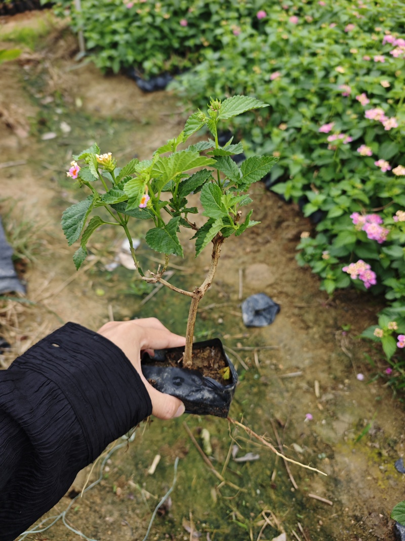 五色梅福建基地袋苗杯苗现货供应批发
