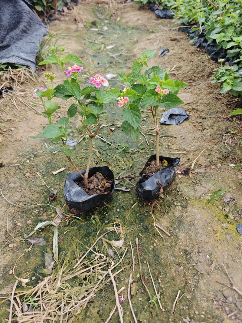 五色梅福建基地袋苗杯苗现货供应批发